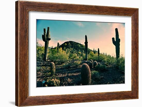 Desert Garden in Arizona-null-Framed Photo