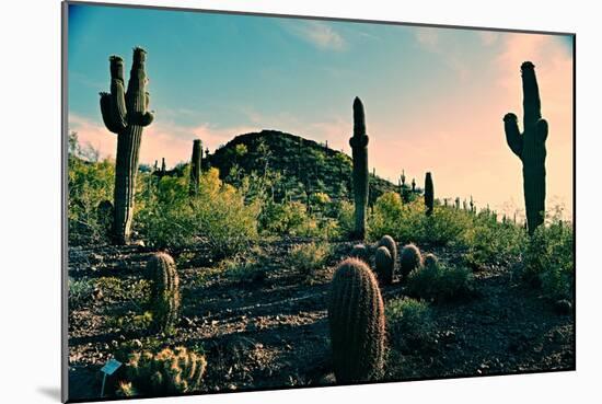 Desert Garden in Arizona-null-Mounted Photo