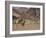 Desert Giraffe with Her Young, Namibia, Africa-Milse Thorsten-Framed Photographic Print