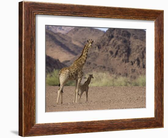 Desert Giraffe with Her Young, Namibia, Africa-Milse Thorsten-Framed Photographic Print