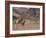 Desert Giraffe with Her Young, Namibia, Africa-Milse Thorsten-Framed Photographic Print