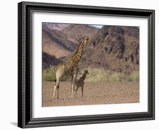 Desert Giraffe with Her Young, Namibia, Africa-Milse Thorsten-Framed Photographic Print