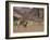 Desert Giraffe with Her Young, Namibia, Africa-Milse Thorsten-Framed Photographic Print