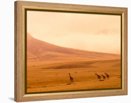 Desert Giraffes in the Mist, Namibia-Claudia Adams-Framed Premier Image Canvas