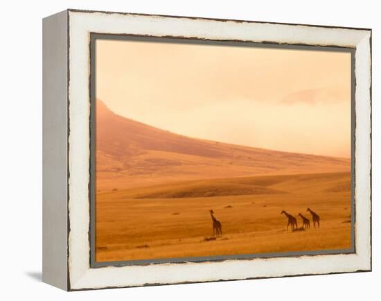 Desert Giraffes in the Mist, Namibia-Claudia Adams-Framed Premier Image Canvas