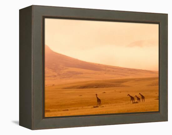 Desert Giraffes in the Mist, Namibia-Claudia Adams-Framed Premier Image Canvas
