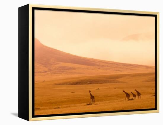 Desert Giraffes in the Mist, Namibia-Claudia Adams-Framed Premier Image Canvas