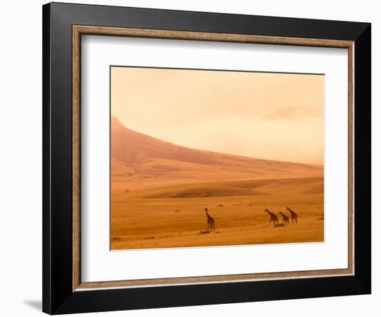 Desert Giraffes in the Mist, Namibia-Claudia Adams-Framed Photographic Print