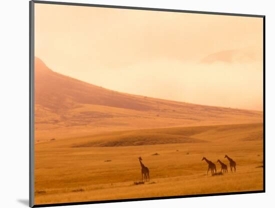 Desert Giraffes in the Mist, Namibia-Claudia Adams-Mounted Photographic Print