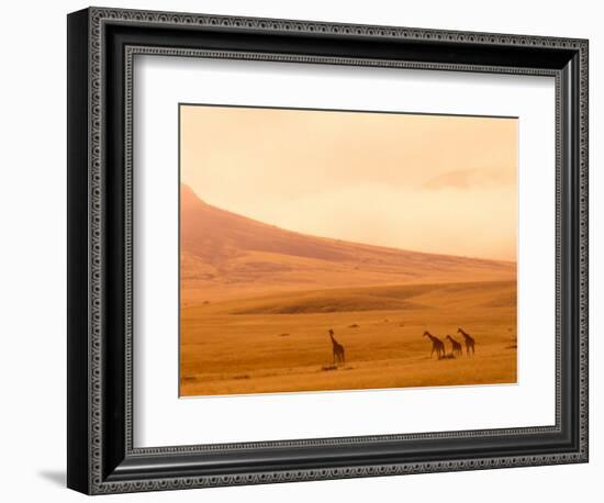 Desert Giraffes in the Mist, Namibia-Claudia Adams-Framed Photographic Print