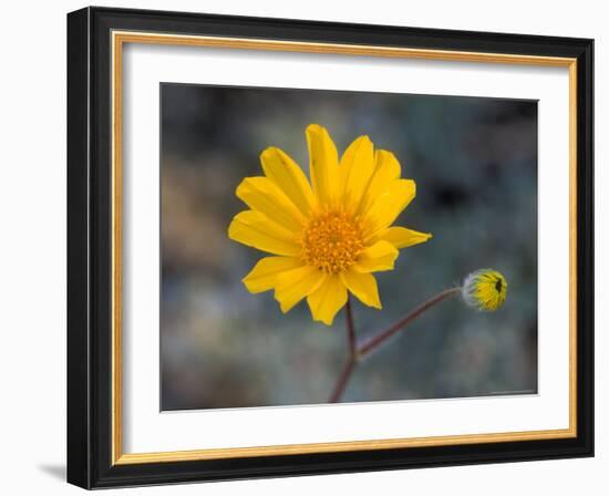 Desert Gold Wildflower, Spring, Death Valley National Park, California, USA-Jamie & Judy Wild-Framed Photographic Print