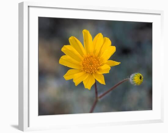 Desert Gold Wildflower, Spring, Death Valley National Park, California, USA-Jamie & Judy Wild-Framed Photographic Print