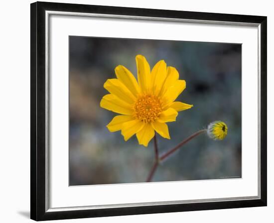 Desert Gold Wildflower, Spring, Death Valley National Park, California, USA-Jamie & Judy Wild-Framed Photographic Print