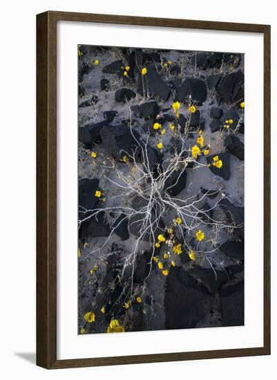 Desert Gold Wildflowers Superbloom Among Volcanic Rocks on Desert Floor, Death Valley National Park-Judith Zimmerman-Framed Photographic Print