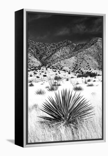 Desert Grasslands I BW-Douglas Taylor-Framed Premier Image Canvas