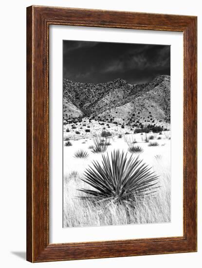 Desert Grasslands I BW-Douglas Taylor-Framed Photographic Print