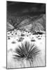 Desert Grasslands I BW-Douglas Taylor-Mounted Photographic Print