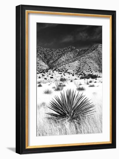 Desert Grasslands I BW-Douglas Taylor-Framed Photographic Print