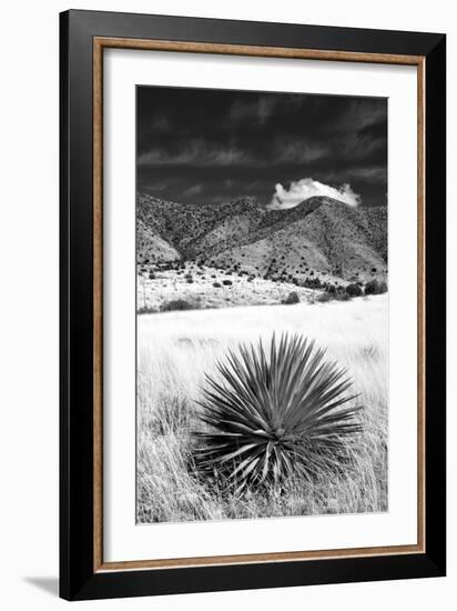 Desert Grasslands II BW-Douglas Taylor-Framed Photographic Print