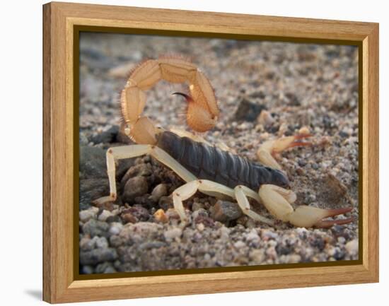 Desert Hairy Scorpion, Great Basin, Nevada, USA-Scott T^ Smith-Framed Premier Image Canvas