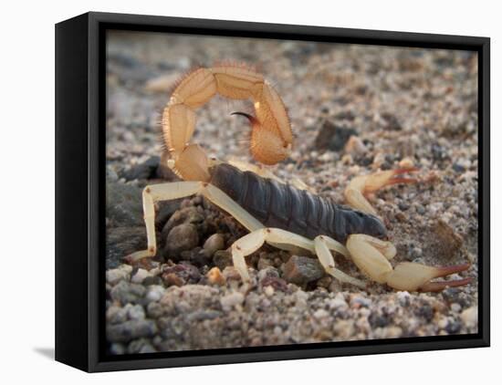 Desert Hairy Scorpion, Great Basin, Nevada, USA-Scott T^ Smith-Framed Premier Image Canvas