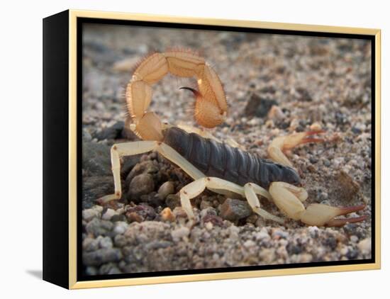 Desert Hairy Scorpion, Great Basin, Nevada, USA-Scott T^ Smith-Framed Premier Image Canvas