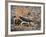 Desert Hairy Scorpion, Great Basin, Nevada, USA-Scott T^ Smith-Framed Photographic Print