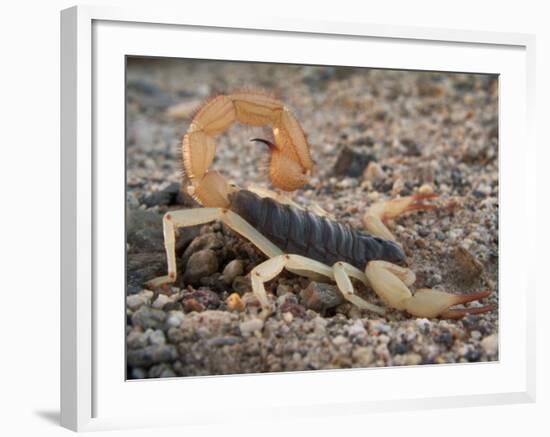 Desert Hairy Scorpion, Great Basin, Nevada, USA-Scott T^ Smith-Framed Photographic Print