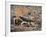 Desert Hairy Scorpion, Great Basin, Nevada, USA-Scott T^ Smith-Framed Photographic Print