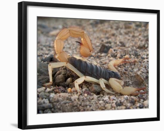 Desert Hairy Scorpion, Great Basin, Nevada, USA-Scott T^ Smith-Framed Photographic Print