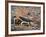 Desert Hairy Scorpion, Great Basin, Nevada, USA-Scott T^ Smith-Framed Photographic Print