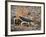 Desert Hairy Scorpion, Great Basin, Nevada, USA-Scott T^ Smith-Framed Photographic Print