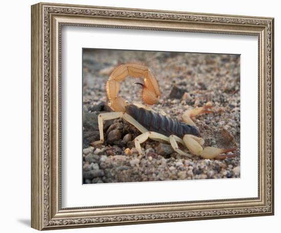 Desert Hairy Scorpion, Great Basin, Nevada, USA-Scott T^ Smith-Framed Photographic Print