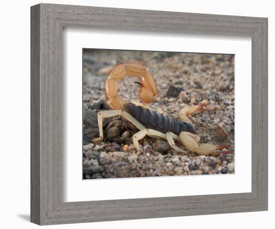 Desert Hairy Scorpion, Great Basin, Nevada, USA-Scott T^ Smith-Framed Photographic Print