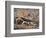 Desert Hairy Scorpion, Great Basin, Nevada, USA-Scott T^ Smith-Framed Photographic Print