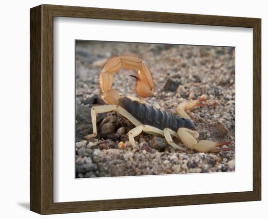 Desert Hairy Scorpion, Great Basin, Nevada, USA-Scott T^ Smith-Framed Photographic Print