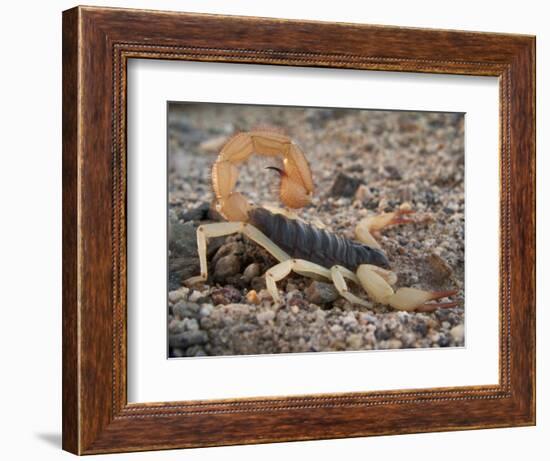 Desert Hairy Scorpion, Great Basin, Nevada, USA-Scott T^ Smith-Framed Photographic Print