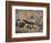 Desert Hairy Scorpion, Great Basin, Nevada, USA-Scott T^ Smith-Framed Photographic Print