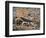 Desert Hairy Scorpion, Great Basin, Nevada, USA-Scott T^ Smith-Framed Photographic Print