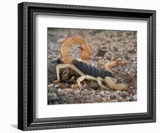 Desert Hairy Scorpion, Great Basin, Nevada, USA-Scott T^ Smith-Framed Photographic Print