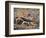 Desert Hairy Scorpion, Great Basin, Nevada, USA-Scott T^ Smith-Framed Photographic Print