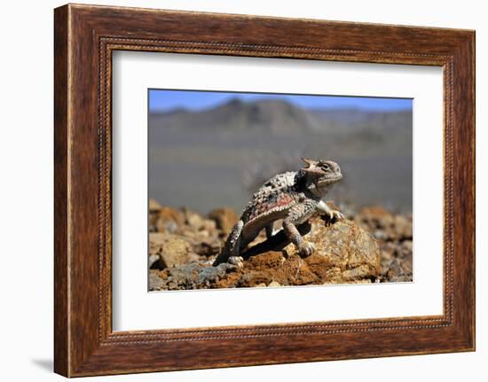 Desert Horned Lizard (Phrynosoma Platyrhinos) In Defensive Posture, Death Valley, California-Daniel Heuclin-Framed Photographic Print