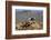 Desert Horned Lizard (Phrynosoma Platyrhinos) In Defensive Posture, Death Valley, California-Daniel Heuclin-Framed Photographic Print