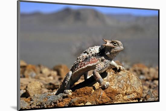 Desert Horned Lizard (Phrynosoma Platyrhinos) In Defensive Posture, Death Valley, California-Daniel Heuclin-Mounted Photographic Print