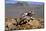 Desert Horned Lizard (Phrynosoma Platyrhinos) In Defensive Posture, Death Valley, California-Daniel Heuclin-Mounted Photographic Print