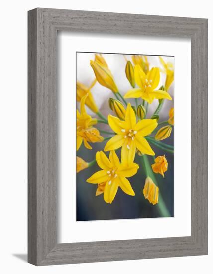 Desert hyacinth flower, Mexico-Claudio Contreras-Framed Photographic Print