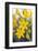 Desert hyacinth flower, Mexico-Claudio Contreras-Framed Photographic Print