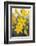 Desert hyacinth flower, Mexico-Claudio Contreras-Framed Photographic Print