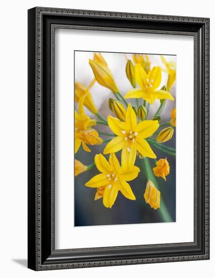 Desert hyacinth flower, Mexico-Claudio Contreras-Framed Photographic Print