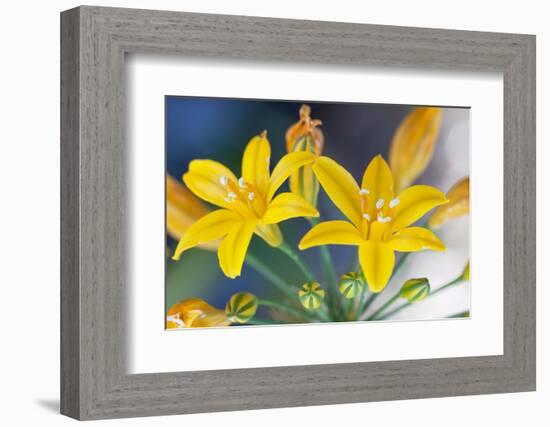 Desert hyacinth flower, Mexico-Claudio Contreras-Framed Photographic Print